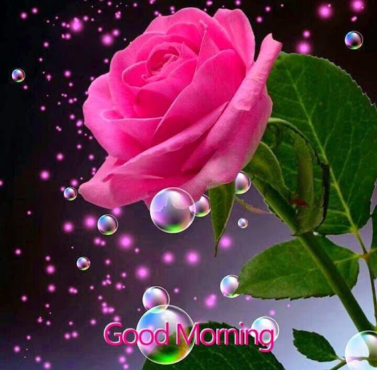 Good Morning To All With The Pink Flower Steemit