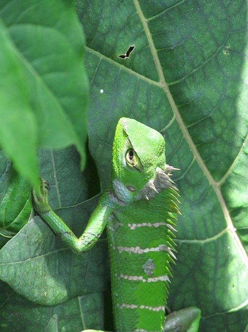 Chameleon-in-green-color-adaptation_05.JPG
