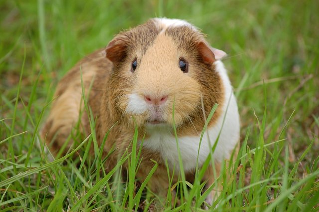 guinea-pig-242520_1280.jpg