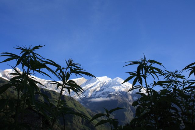 Cannabis_plants_in_front_of_the_Dhaulagiri_summit.jpg