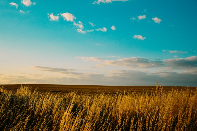 agriculture-countryside-field-7976.jpg