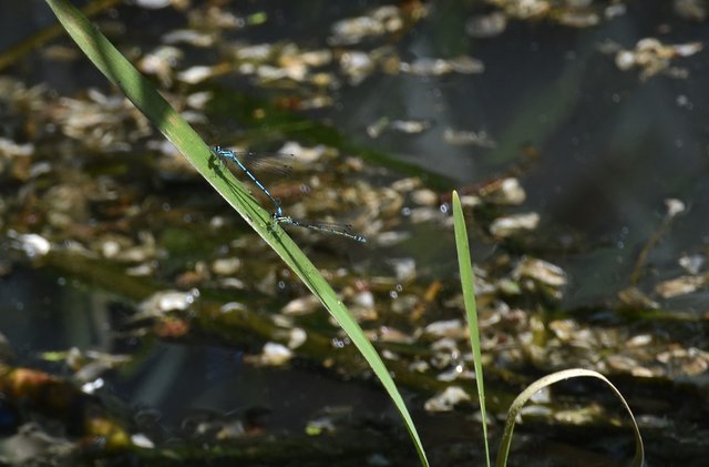 Variable damselfly blue 2.jpg