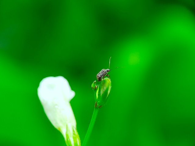 Small Insects (10).jpg