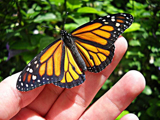 monarch_butterfly_by_elysiumspirit86.jpg