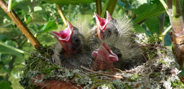 chicks_in_nest_c_pxhere_smaller_2.jpg