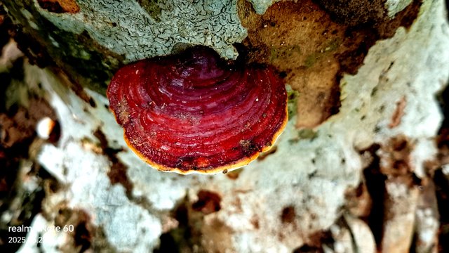 IMG_20250522_112240.jpg