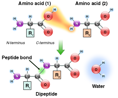 400px-Peptidformationball.svg.png