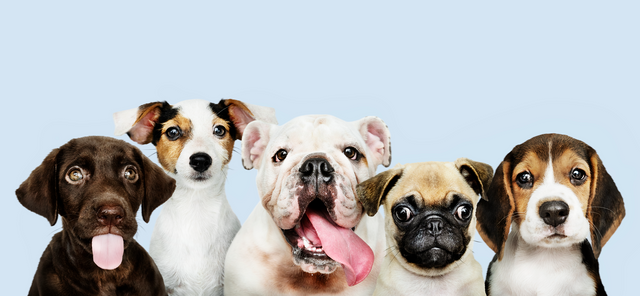 group-portrait-adorable-puppies.png