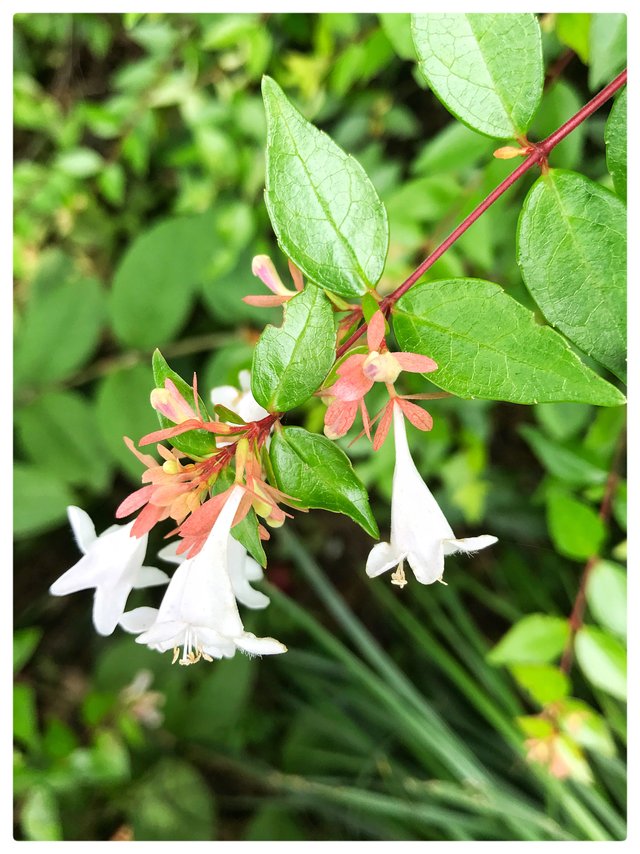 大花六道木 Steemit