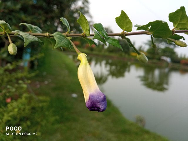 IMG_20250605_180415.jpg
