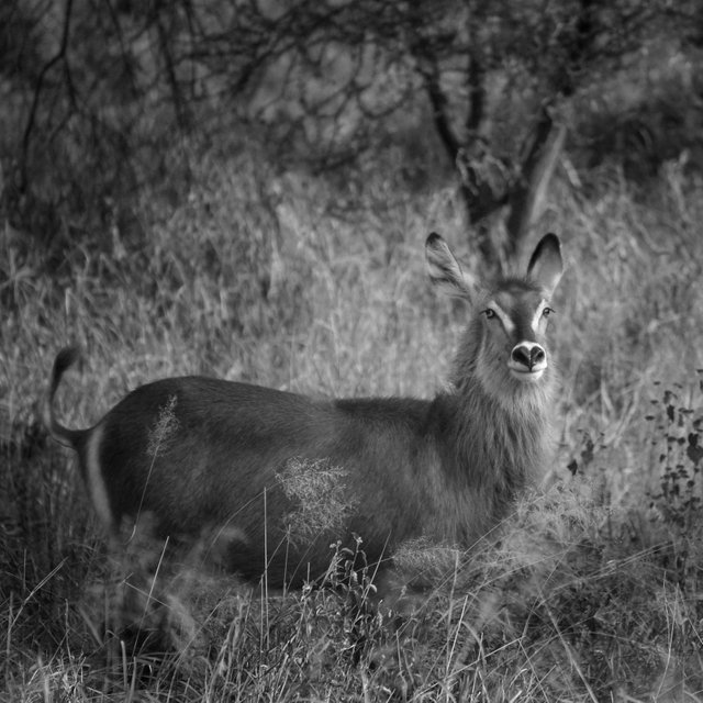 Waterbuck-Creative-Fine-Art.jpg