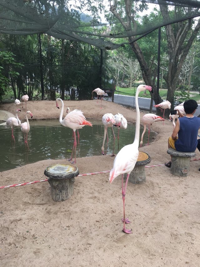 Khao Kheow Open Zoo15.jpg