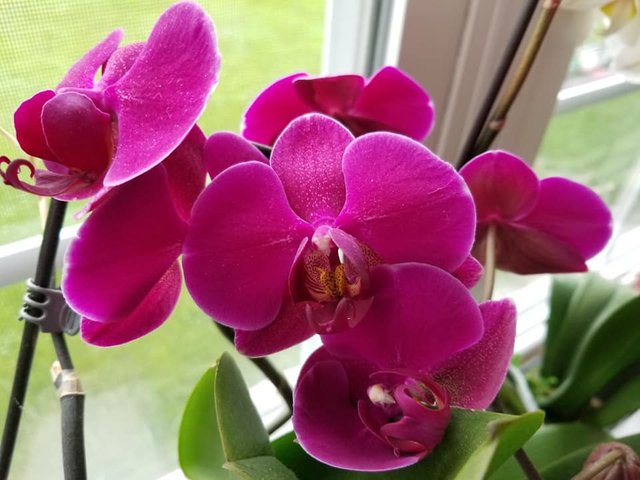 orchids fucshia pink phal.jpg