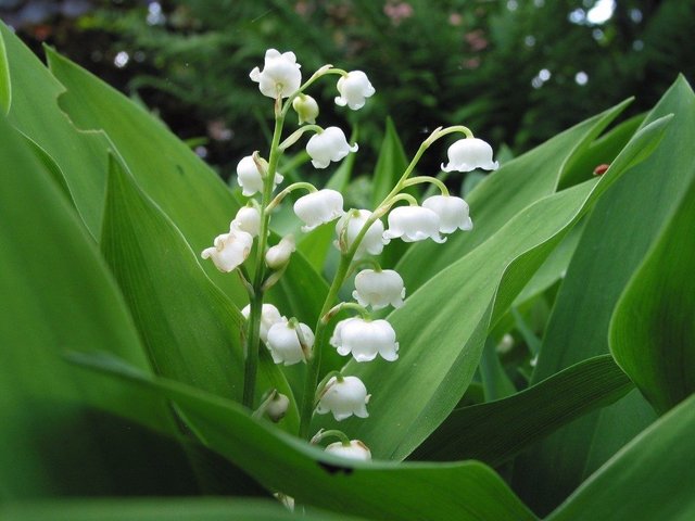 muguet1_copyright-ernest-turc-bis-1024x768.jpg