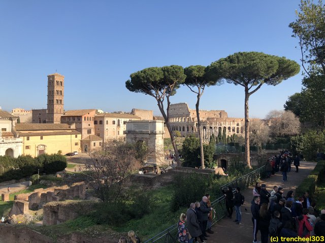 colosseum from roman forum.jpg