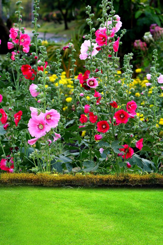 Rose (103).JPG