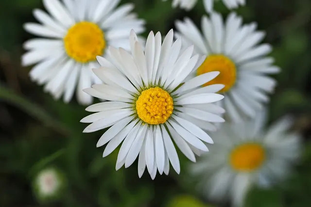 daisy-9549631_1280.w