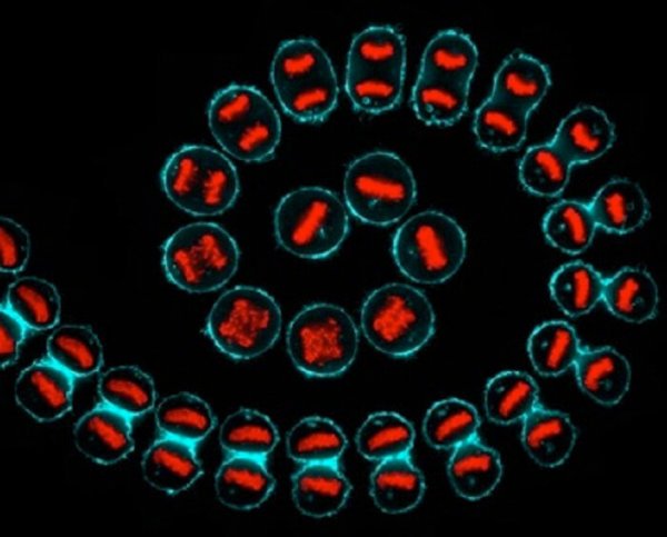 cancer-cell-division-600x483.jpg