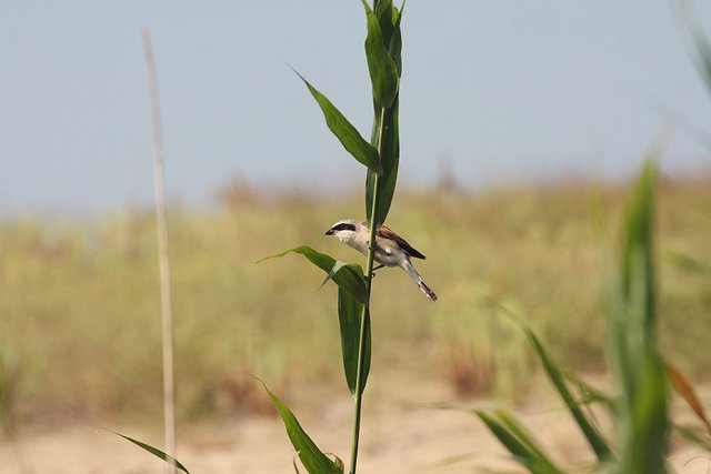 Shrike_on_a_Twig_ph002_s.jpg