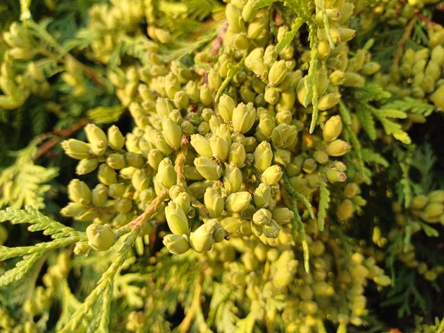 20250710_054527.jpg