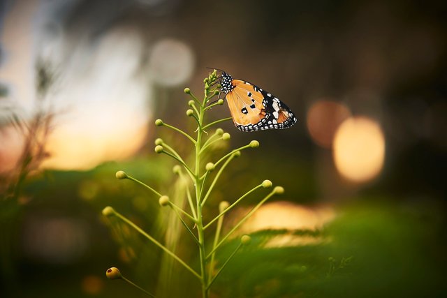 butterfly-6876992_1280.jpg