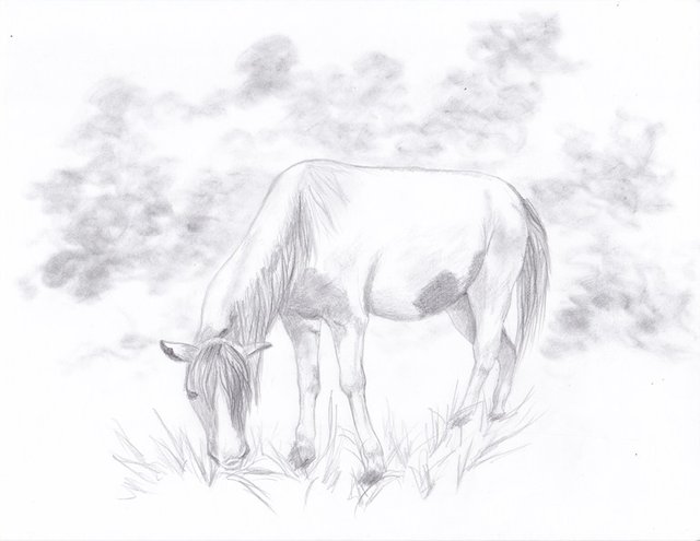 dibujo de caballo1.jpg