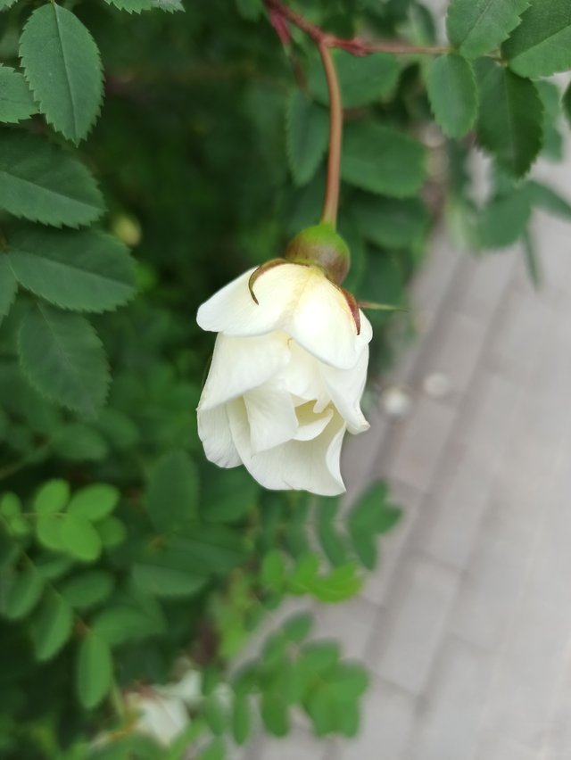 IMG_20250603_133856.jpg