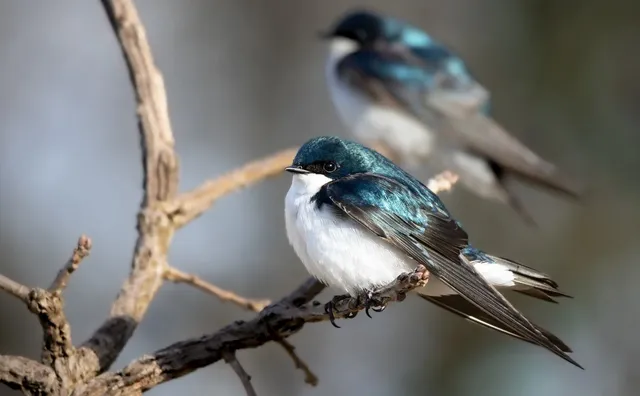 tree-swallows-8062157_1280.webp