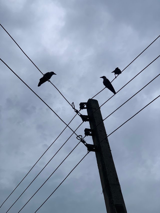 IMG_4482.jpeg