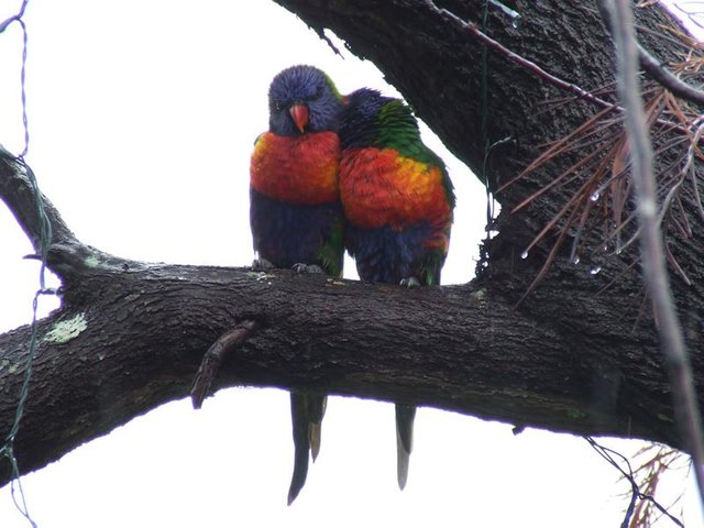 love birds 1.jpg