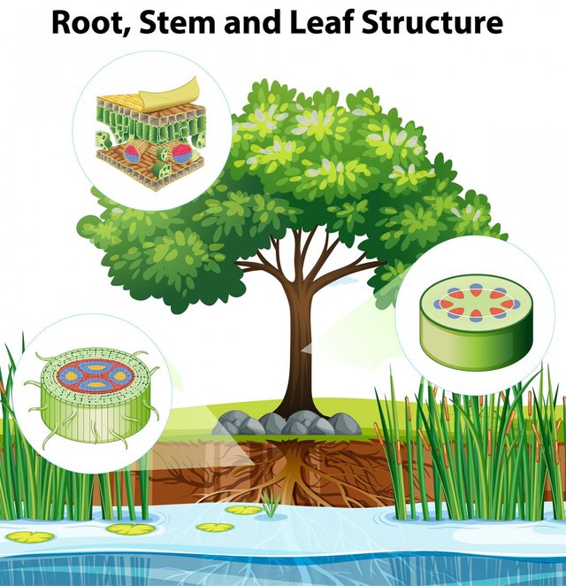 diagram-showing-plant-structure-detail_1308-38611.jpg