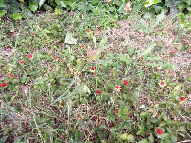 100_2679.JPG