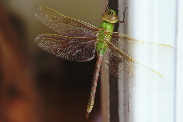 Dragonfly Olympia WA.jpg