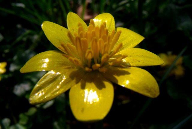 celendine_contrast.JPG