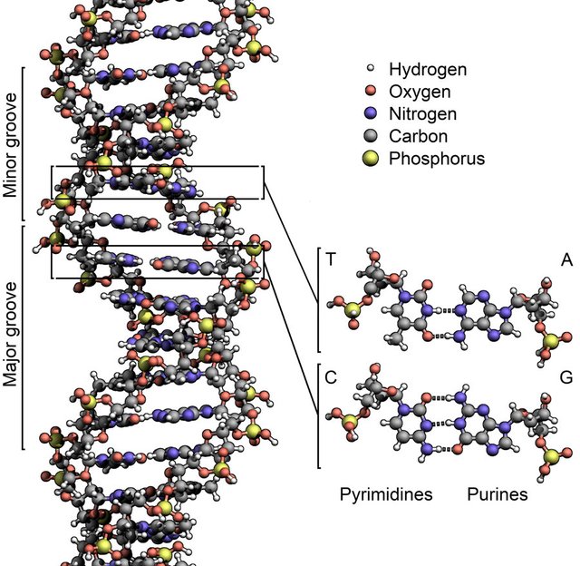 DNA_Structure.jpg