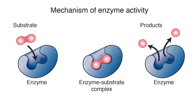 enzyme.jpg