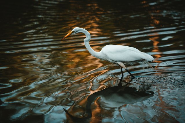 white-crane-water-reflection-ripples_4460x4460.jpg