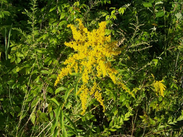 Driveway - goldenrod crop August 2019.jpg