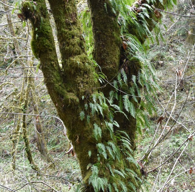 Liquerish Ferns_0676 2019-04-10 Sequalichew Creek Trail .JPG