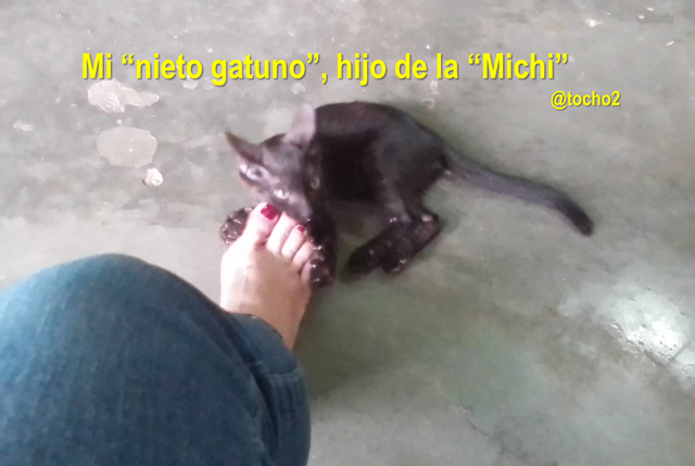 gato_4_150823.png