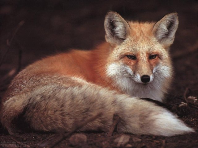 Renards_wallpaper_HD_0003.jpg