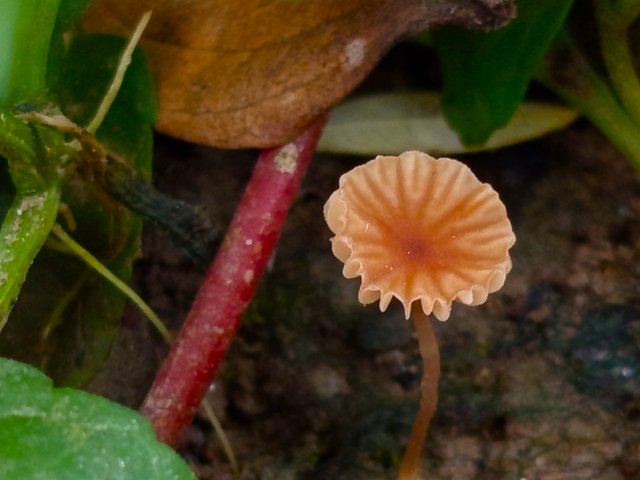mashroom (2).jpg