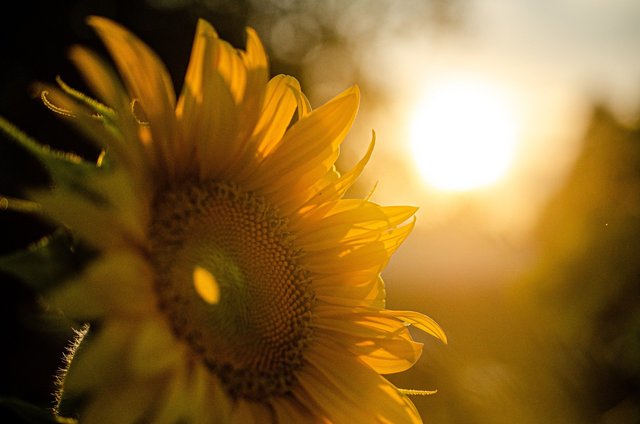 sunflower-g4b0a42168_1920.jpg