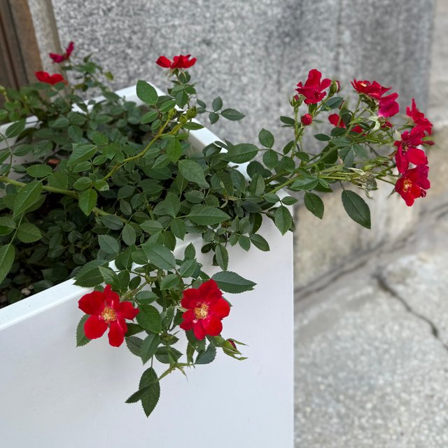 IMG_5774.jpeg