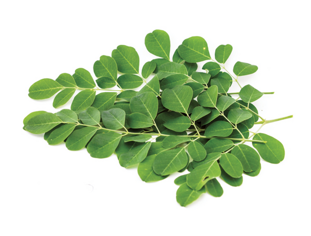 moringa leaf.png