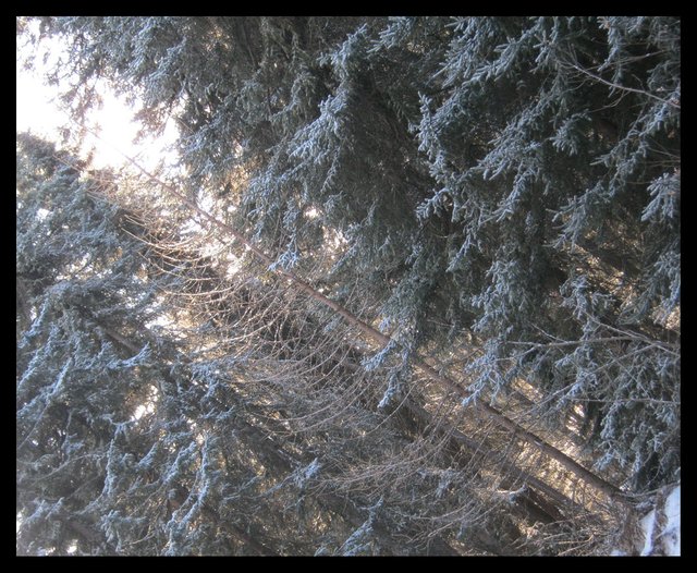 sun glistening on tamerack amongst snow dusted spruce.JPG