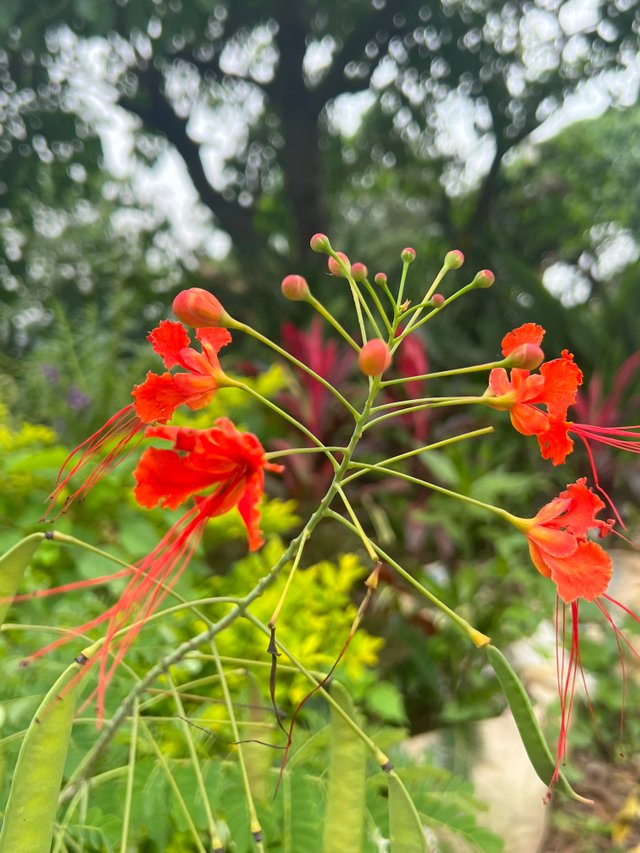 IMG_7205.jpeg