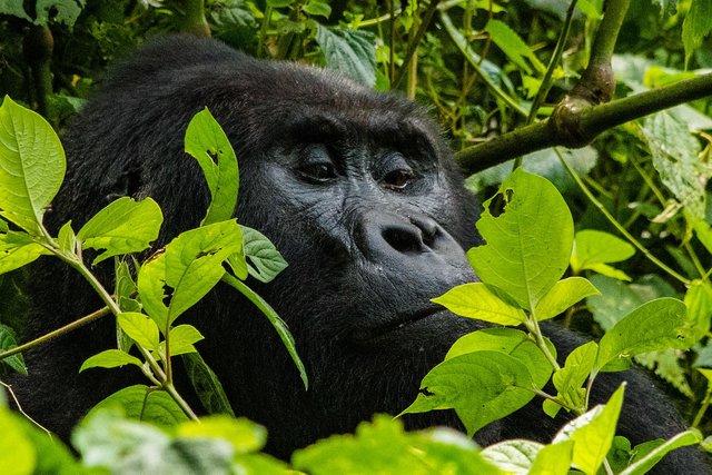 Best 7 Primate Special Packages on Rwanda Primate Safari.jpg
