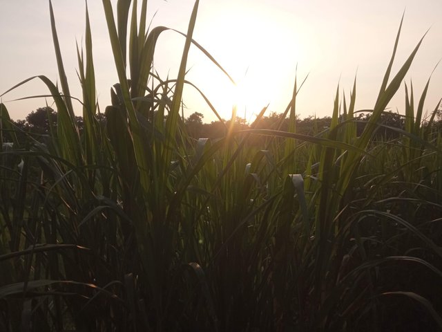 প্রকৃতি (1).jpg