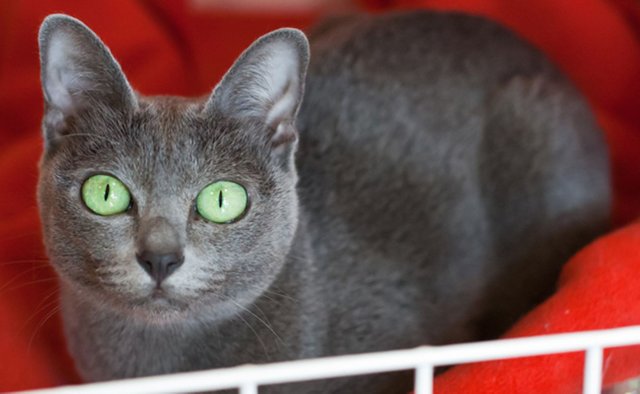 beau-chat-gris-avec-de-beau-yeux-vert.jpg